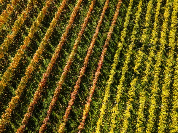 Viñedos en colores otoñales cerca de Stuttgart, Alemania —  Fotos de Stock