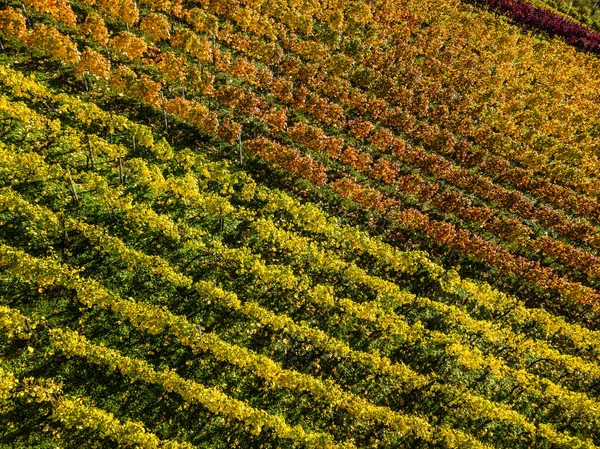 Vineyards in fall colors near Stuttgart, Germany — Stock Photo, Image