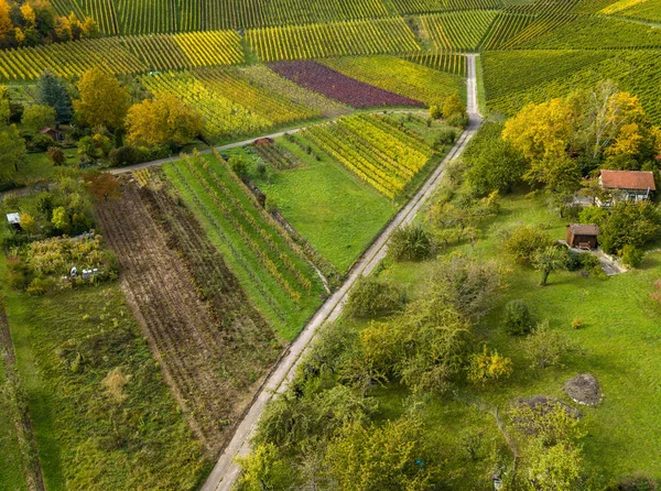 Parcelas de jardim com campos de legumes e vinhas — Fotografia de Stock