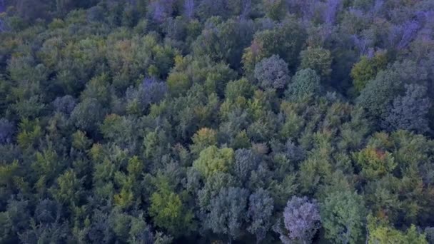 Aerial view of forest in autumn — Stock Video