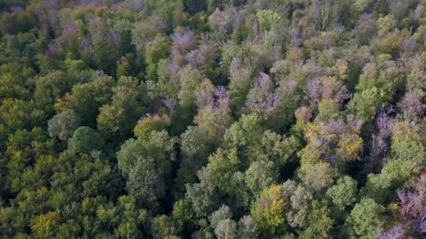 秋天的森林鸟瞰 — 图库视频影像