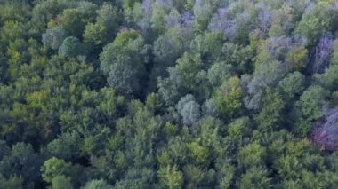 Sonbaharda ormanın havadan görünüşü