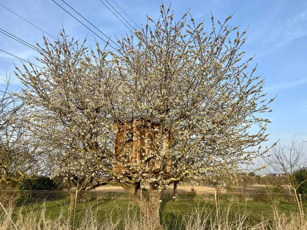 Baumhaus Blockhaus in einer blühenden ovalen Form Baum gebaut — Stockfoto