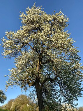 Baharda mavi gökyüzüne karşı çiçek açan elma ağacı