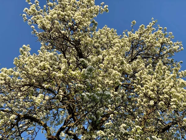 Blühender Apfelbaum vor blauem Himmel im Frühling — Stockfoto