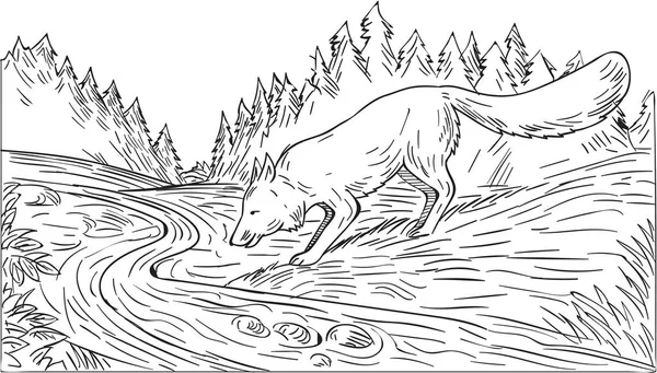 Fox dricka floden Woods svartvit ritning — Stock vektor