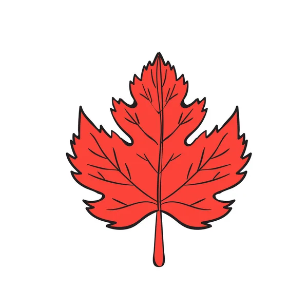 Desenho de Folha de Maple —  Vetores de Stock