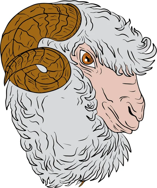 Merino Ram Sheep Head Drawing — Stock Vector