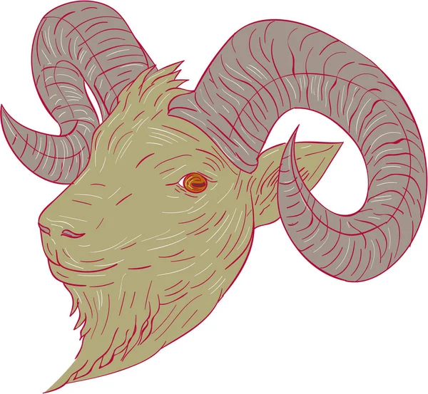 Рисунок головы горного козла — стоковый вектор