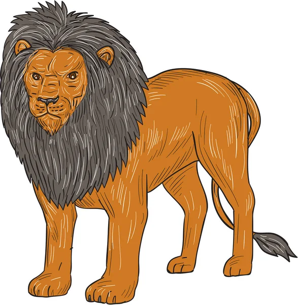 Lion Hunting Surveying Prey Drawing — Stock Vector