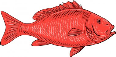 Australasian Snapper Swimming Drawing clipart