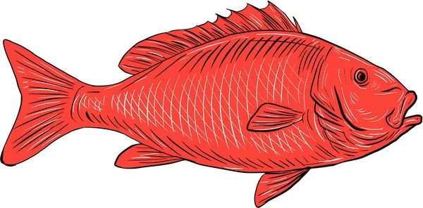 Australasian Snapper disegno nuoto — Vettoriale Stock