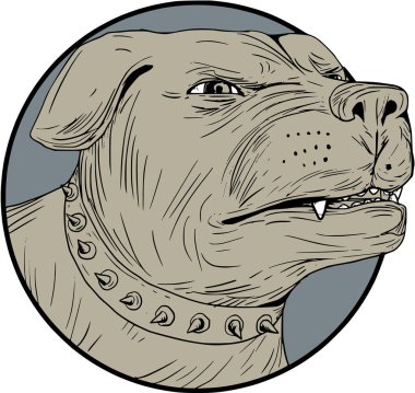Rottweiler bekçi köpek kafası kızgın çizim