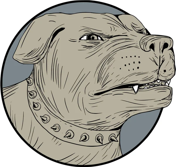 Rottweiler guardia perro cabeza enojado dibujo — Vector de stock
