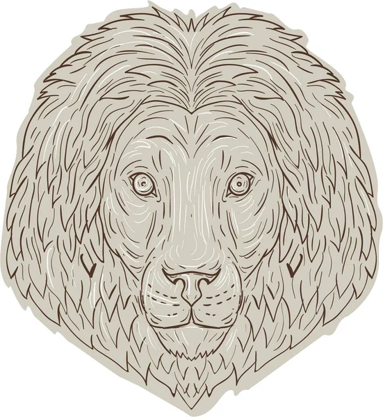 Lion Big Cat Head Mane Dessin — Image vectorielle