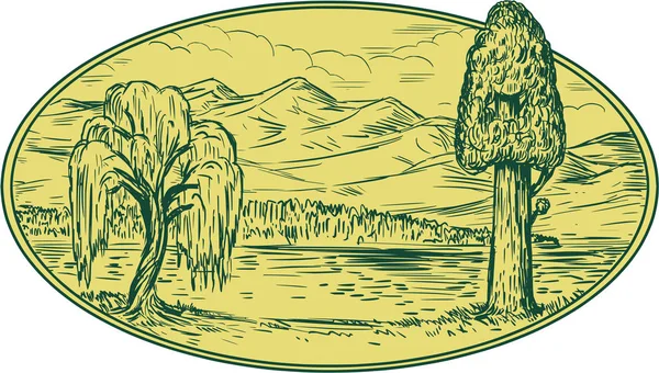 Willow és Sequoia fa tó hegyek ovális rajz — Stock Vector