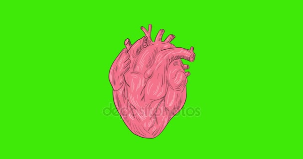 Anatomia del cuore umano Animazione 2D — Video Stock