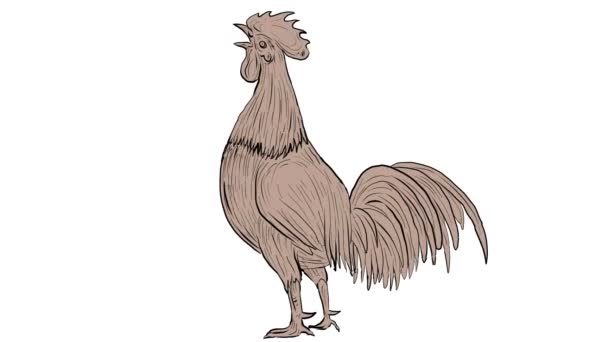 Galo de galinha cantando animação 2D — Vídeo de Stock