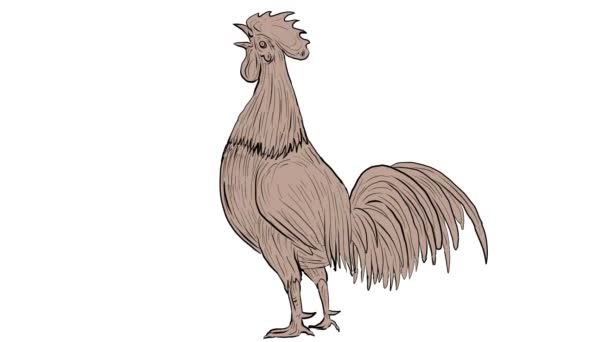 Gallo di pollo che canta Animazione 2D — Video Stock