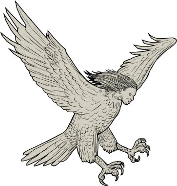Harpy Swooping Drawing  clipart