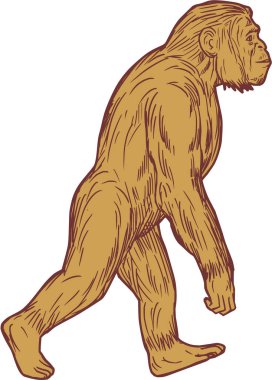 Homo Habilis yan çizim yürüyüş