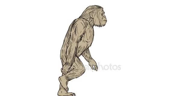 Homo Habilis a piedi lato 2D Animazione — Video Stock