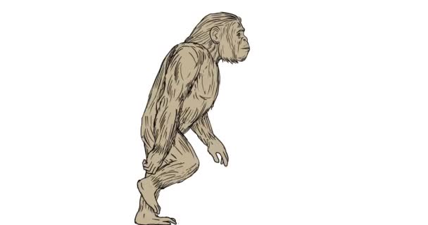 Homo Habilis Walking Side 2D Animation — Stock Video