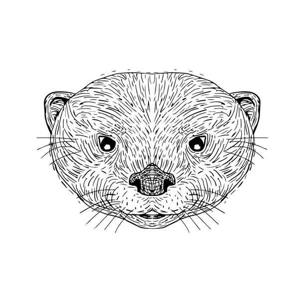 Asian Small-Clawed Otter Head Drawing — Stock Vector