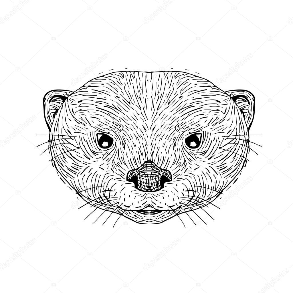 Asian Small-Clawed Otter Head Drawing