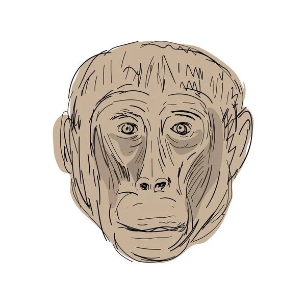 Dessin tête de singe Gelada — Image vectorielle