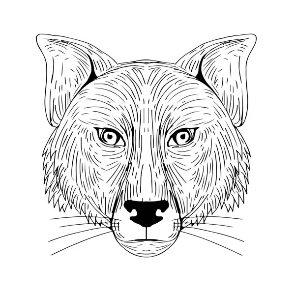 Fox hoofd Front tekening — Stockvector
