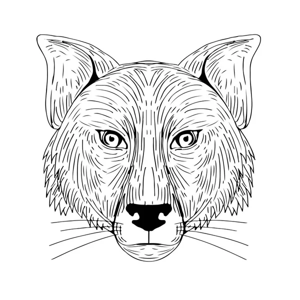 Fox Head Front Drawing — Stock Vector