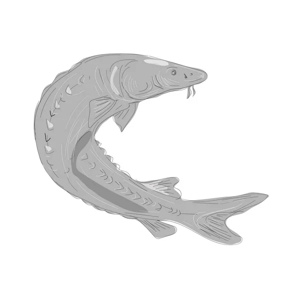 Sturgeon Swimming Up Drawing — стоковый вектор