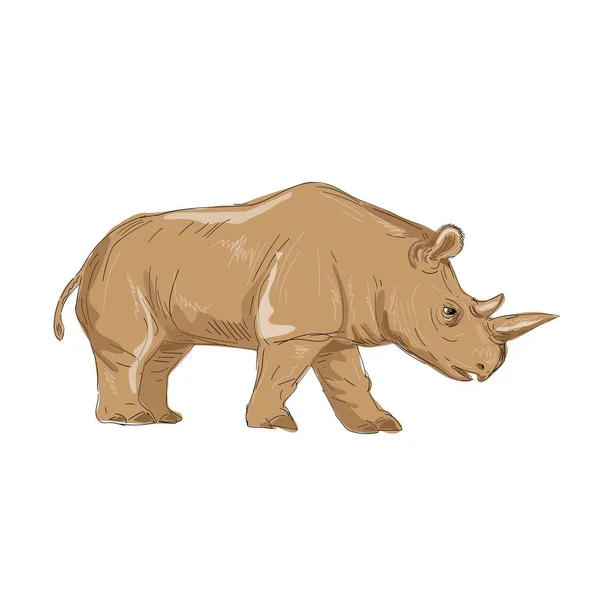 Disegno laterale del rinoceronte bianco settentrionale — Vettoriale Stock