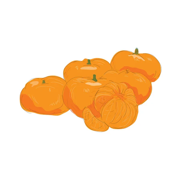 Mandarin Fruit Peeled Watercolor — Stock Vector