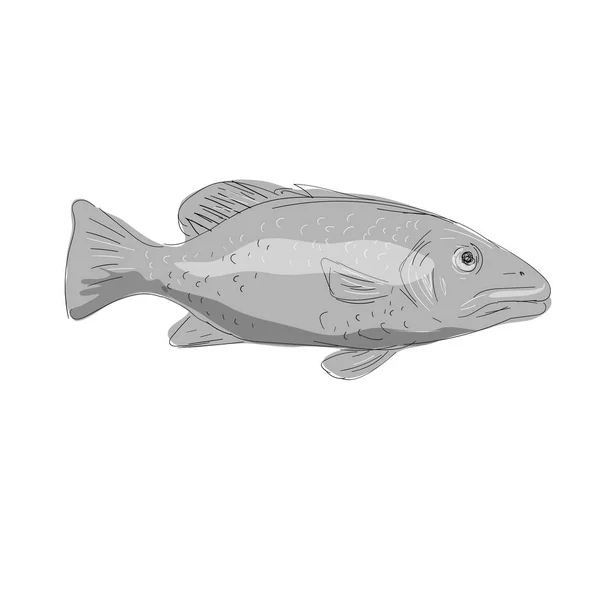 Schoolmaster Snapper Fish Drawing — Stock Vector