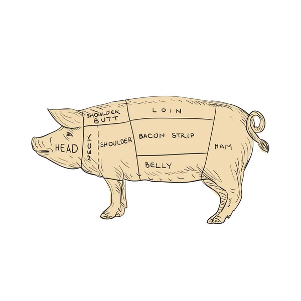 Vintage carne di maiale taglio mappa disegno — Vettoriale Stock