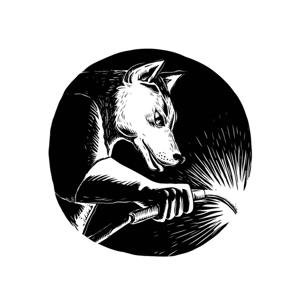 Сірий кенгуру собака зварювальник Scratchboard — стоковий вектор