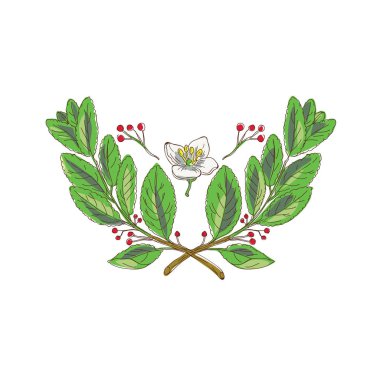Yerba dostum çiçek yaprak ve meyve çizim