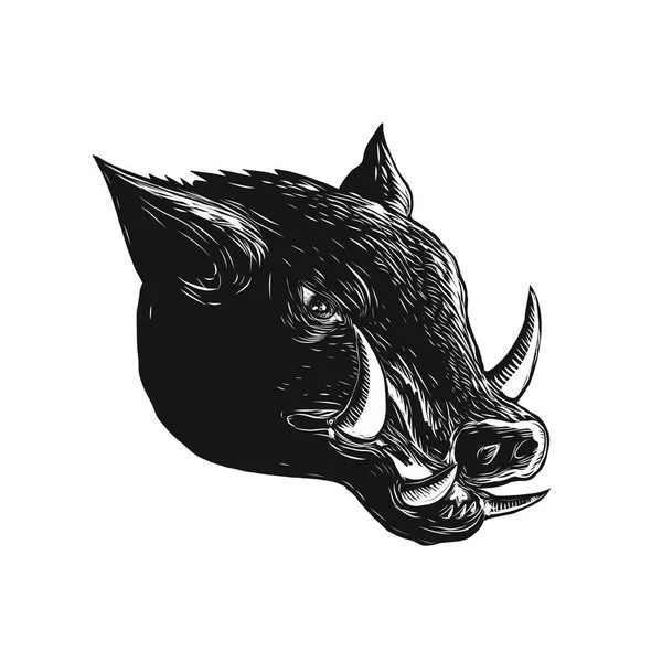 Razorback Wild Boar Scratchboard — Stock Vector