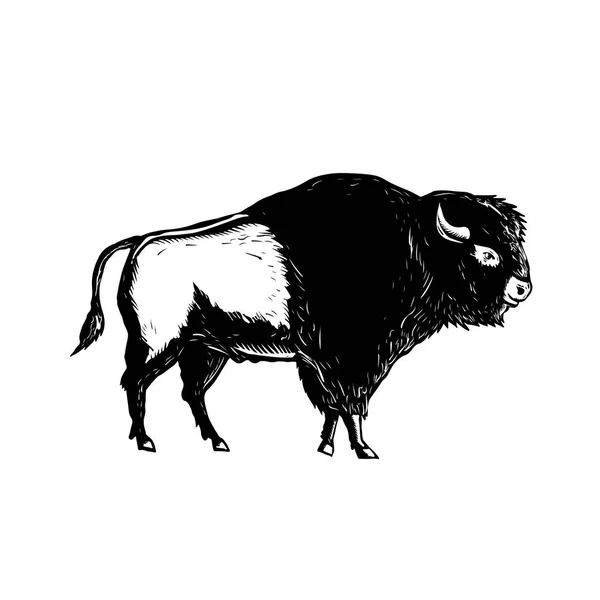 American Buffalo Side Woodcut Bianco e nero — Vettoriale Stock