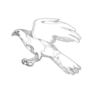 Kuzey çakır kuşu Swooping Doodle sanat