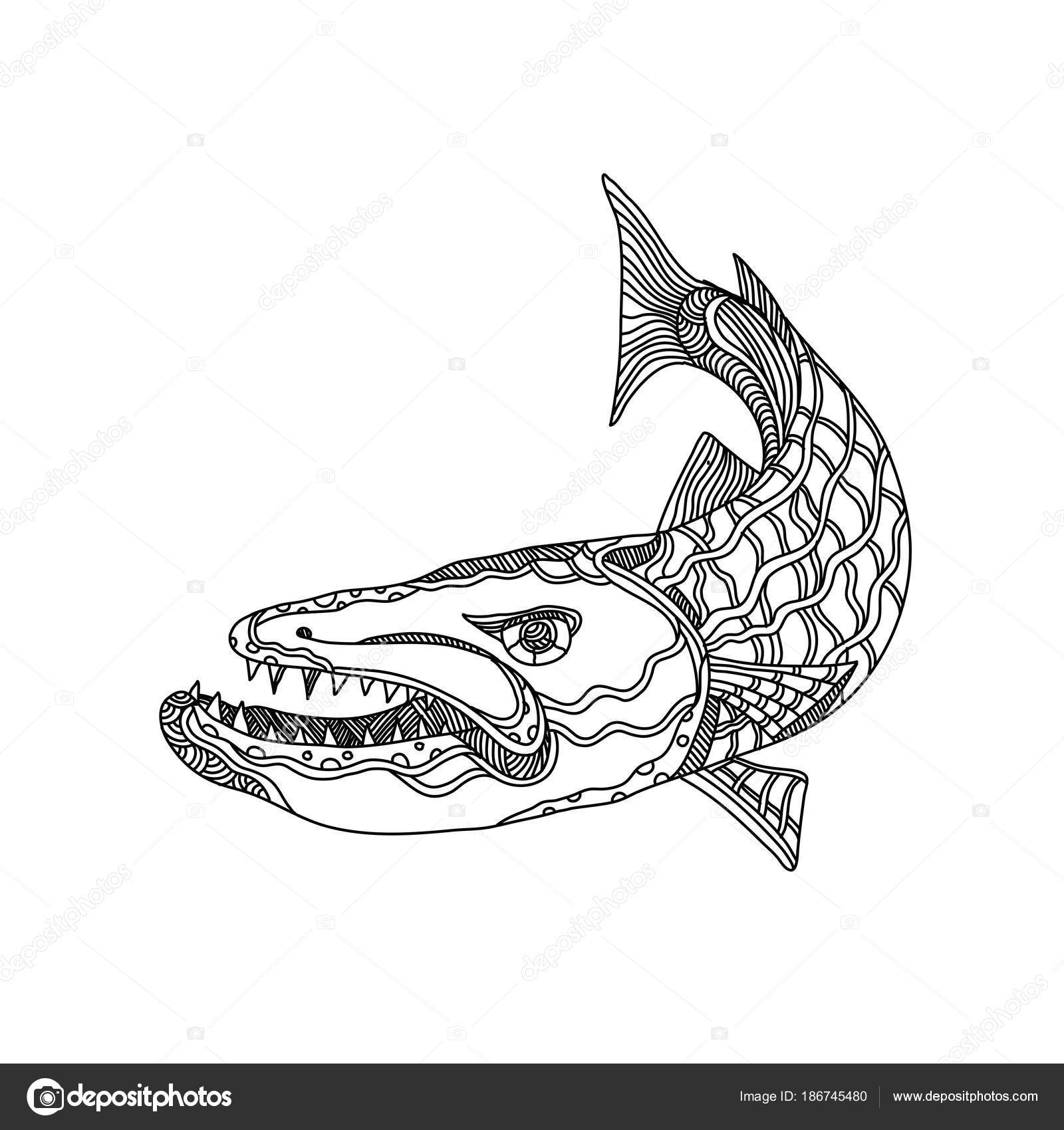 Barracuda fisk Doodle konst — stockvektor av ©patrimonio 186745480, image size:1600x1700