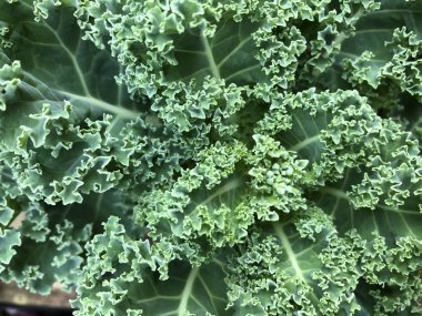 Ev Bahçesinde Kıvırcık Kale Borecole Bitkisi