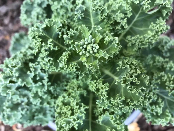 Curly Kale Borecole Plant in Home Tuin — Stockfoto