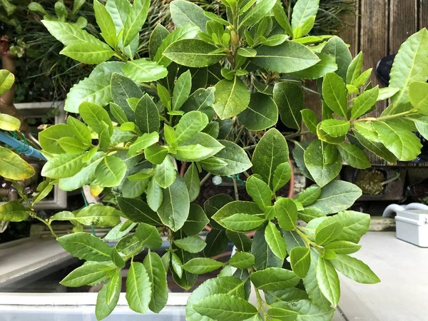 Bay Laurel Leaf Plant i Home Garden — Stockfoto