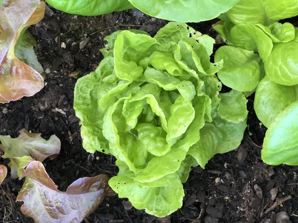 Erilaisia salaatti tyypit Home Garden — kuvapankkivalokuva