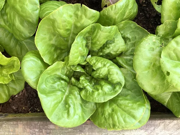 Different Lettuce Types Home Garden