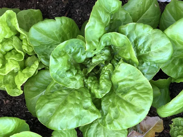 Different Lettuce Types Home Garden