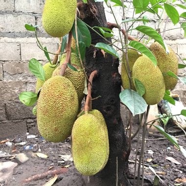 Ağaçta Olgunlaşmamış Jackfruit